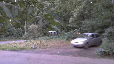 В Воронеже упавшее дерево спровоцировало масштабную пробку