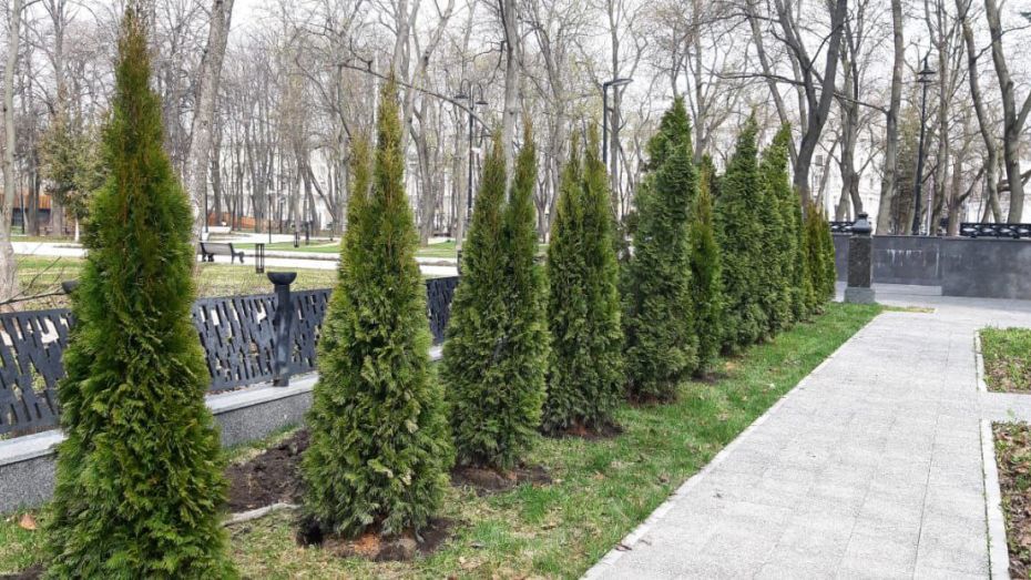 Деревья в парке «Орленок» и 3 скверах Воронежа обработают от вредителей