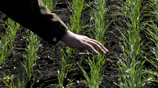 На юге Воронежской области начались полевые работы