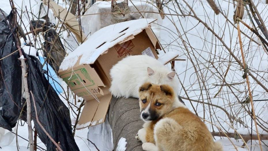 Воронеж присоединится к всероссийскому автопробегу в защиту бездомных животных