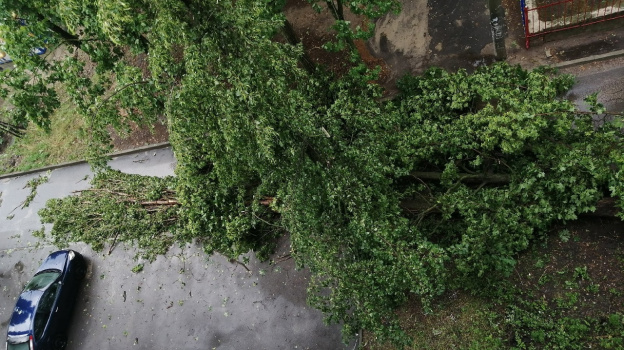 После сильного ветра в Воронеже приняли 30 заявок об упавших ветках и деревьях