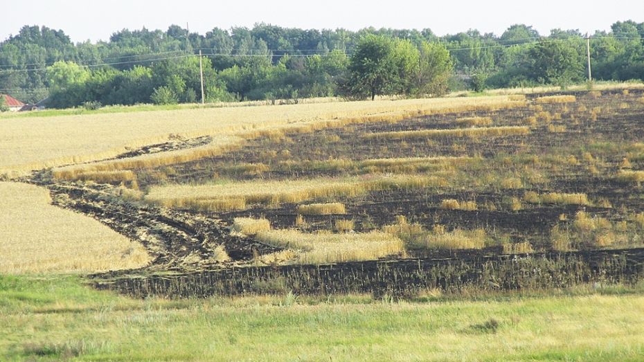 В Таловском районе огонь уничтожил 25 га пшеничного поля