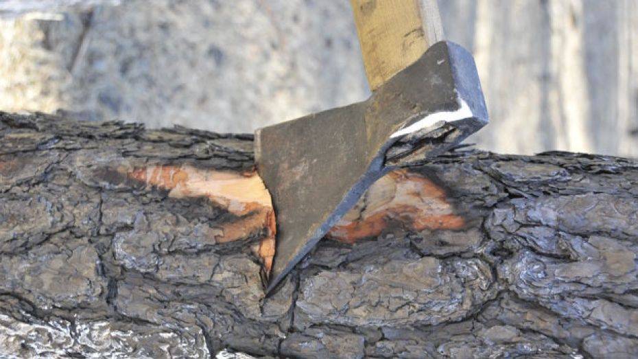 Жителя Поворинского района осудят за срубленные ели