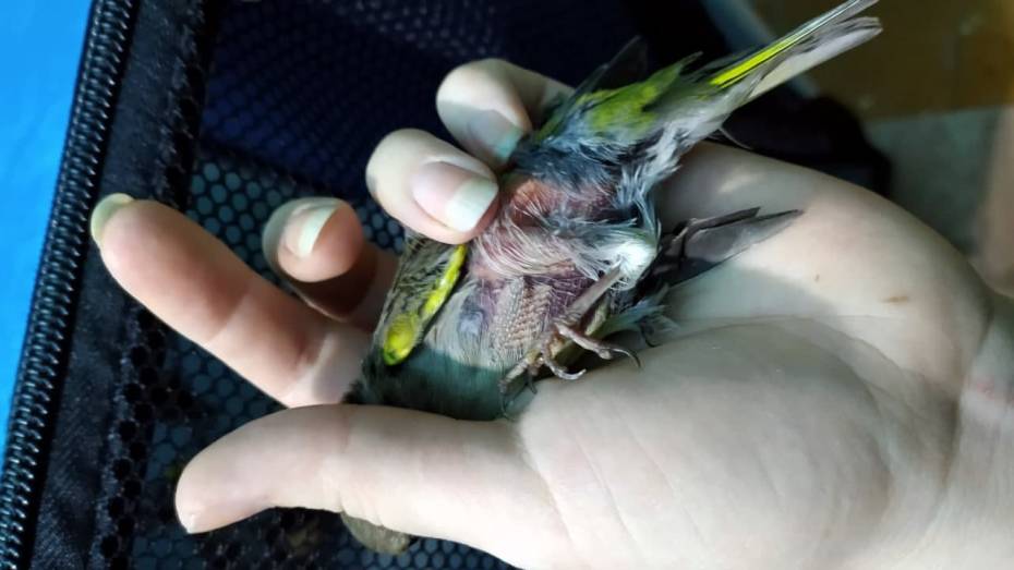 Более 130 пострадавших диких птиц попали к воронежским зоозащитникам после Благовещения