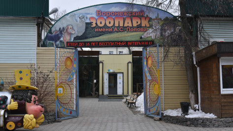 Воронежский зоопарк показал подготовку медведей к зиме