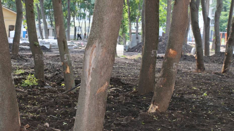 Городские активисты нашли поврежденные деревья в воронежском парке «Орленок»