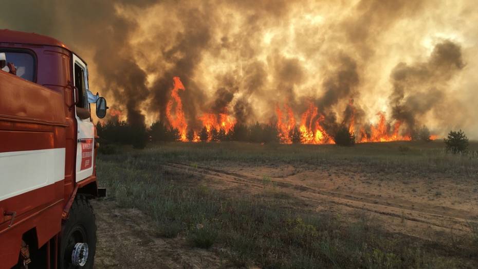 В Верхнемамонском районе сгорело около 100 га молодого леса