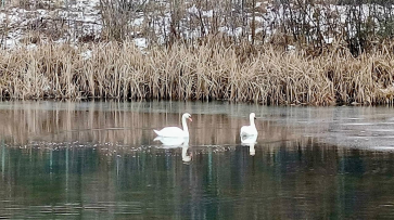 В воронежском селе Перлевка осталась на зиму пара лебедей