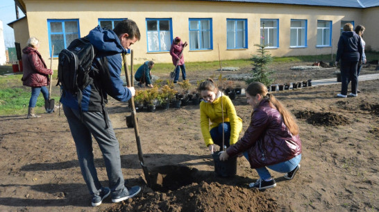 Студенты педуниверситета посадили во дворе богучарской сельской школы 90 деревьев