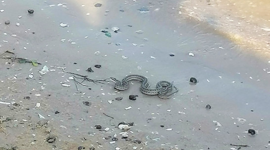 На центральном пляже Верхнего Мамона отдыхающие обнаружили змею с детенышем