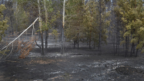 Журналист РИА «Воронеж» сняла на видео последствия крупного пожара в Лискинском районе