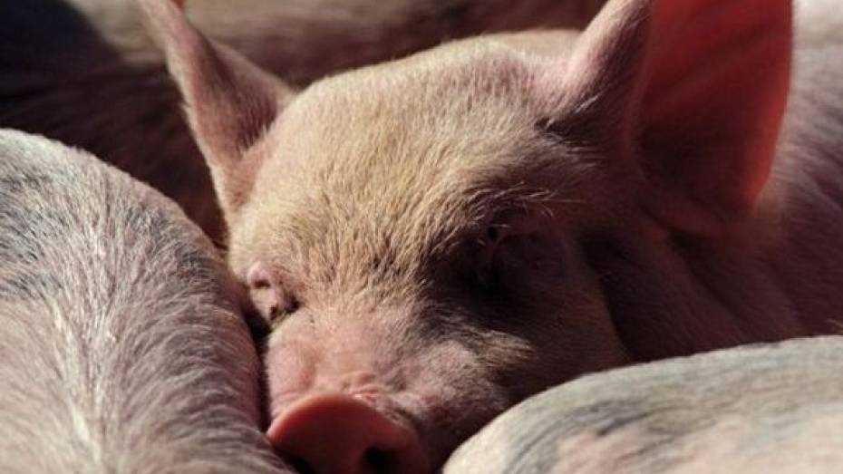 Предприятия, выкупившие у воронежских животноводов свиней, получат 100 млн рублей