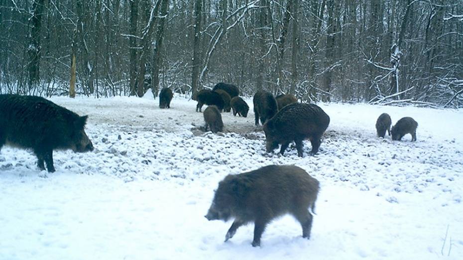 Ученые исследуют 122 км территории Воронежского заповедника для зимнего учета животных