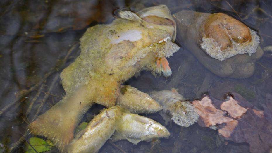 В сельском пруду под Калачом Воронежской области массово погибла рыба