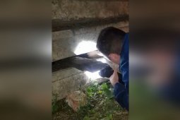 Спасение щенков из-под бетонных плит в центре Воронежа попало на видео