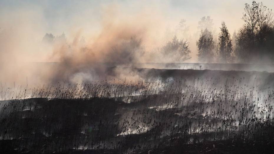 Ландшафтный пожар в Воронеже распространился на 700 кв м
