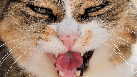 До середины сентября в Острогожске Воронежской области ввели карантин из-за бешенства