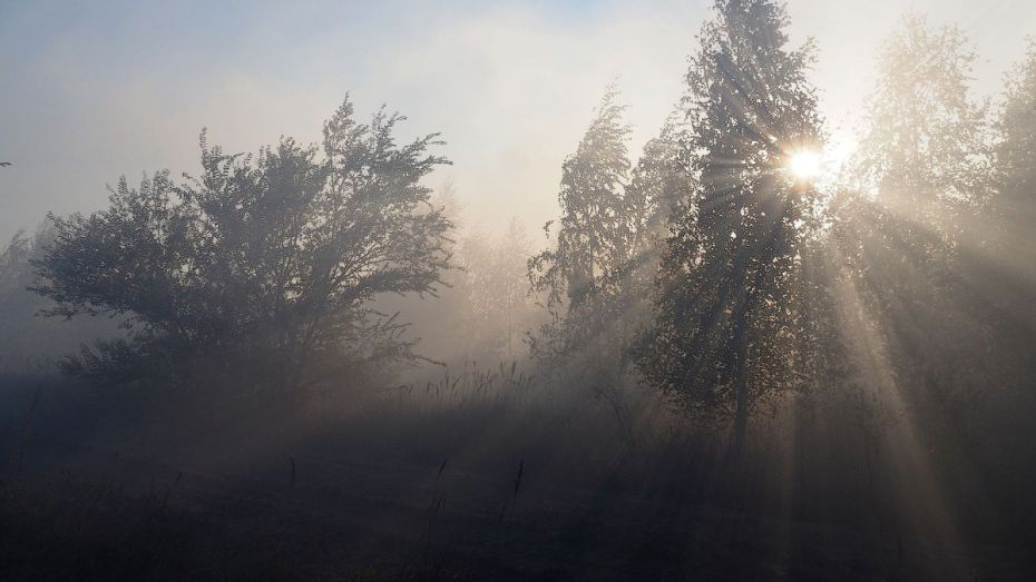 Дым от горящей 3 суток травы окутал район Воронежской области