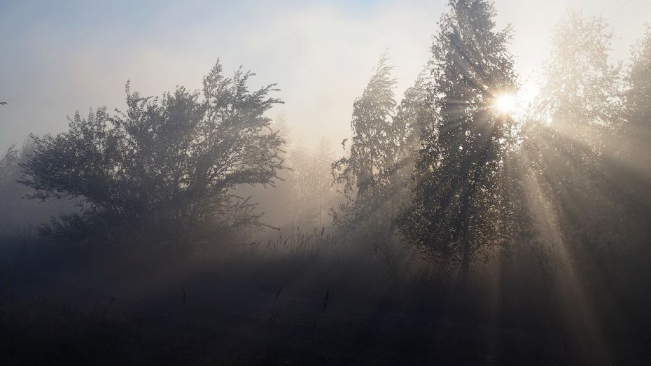Причиной пожара в заповеднике в Воронежской области назвали учебные стрельбы с вертолета