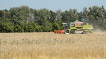 В Воронежской области собрали 4 млн тонн зерна