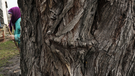 Воронежцы смогут выдвинуть старое дерево в Национальный реестр 