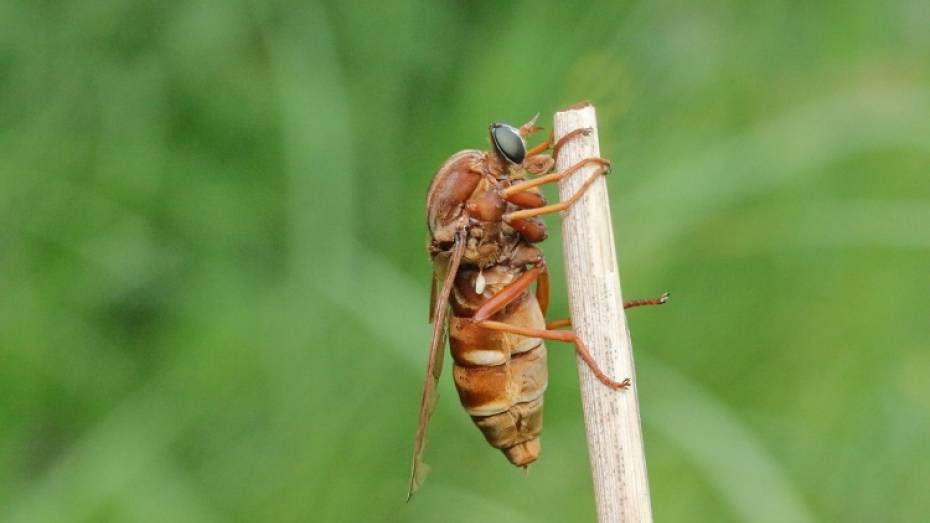 Ученый нашел самую крупную муху Воронежского заповедника