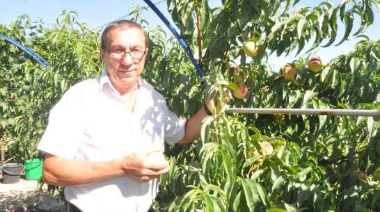 Житель Репьевки вырастил на своем участке 15 сортов персиков и нектаринов 