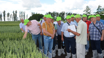 Луганские аграрии готовы приобретать семена воронежского селекционного центра