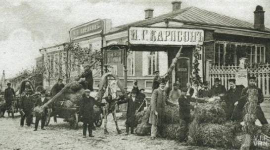 Воронежцев приглашают на краеведческую экскурсию о сосне Карлсона