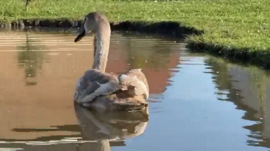 В Богучаре местные жители спасли молодого лебедя