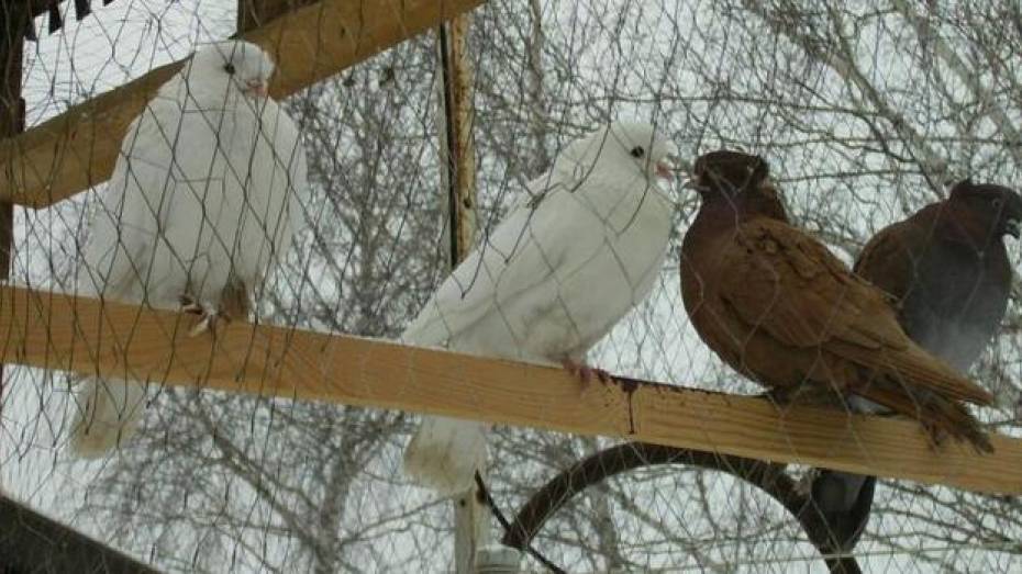 Житель Бобровского района украл у односельчанина 18 голубей
