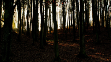 В Воронежской области за месяц мертвыми нашли 6 человек