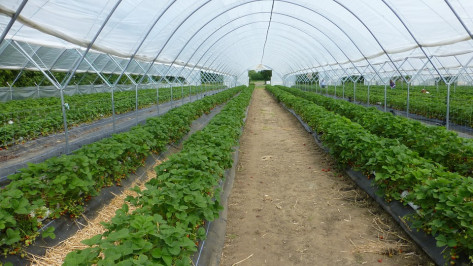 «Эко-культура» приступит к строительству теплиц в Воронежской области в 2017 году
