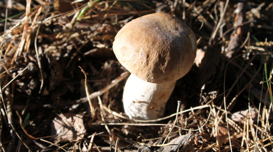 В Борисоглебске семь человек отравились ядовитыми и ложными грибами