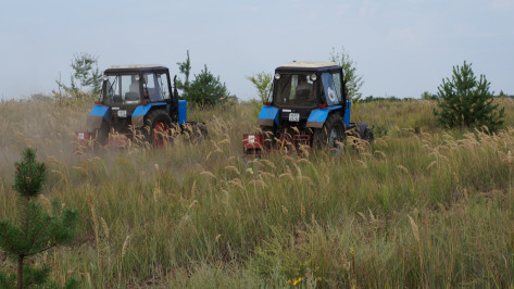 В Воронежской области прополют почти 7 тыс га леса