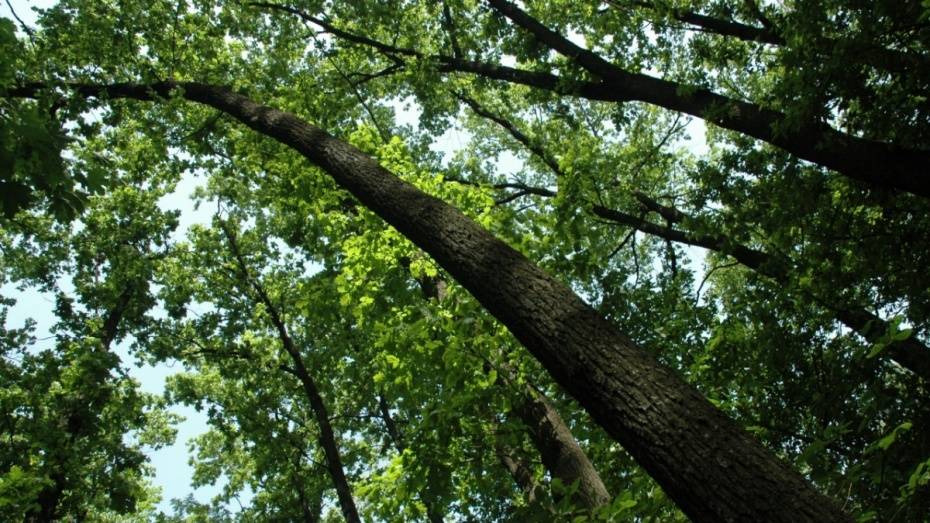 Областные власти выделили 8 млн рублей на расчистку воронежских лесов