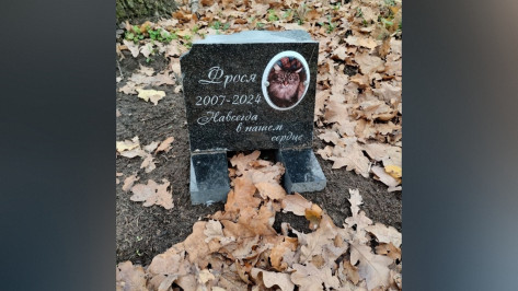 Воронежцы сообщили о нелегальном кладбище домашних животных в Советском районе