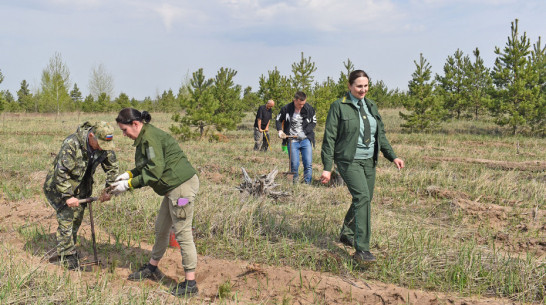 В окрестностях лискинского села Масловка высадили 1 тыс сеянцев сосны