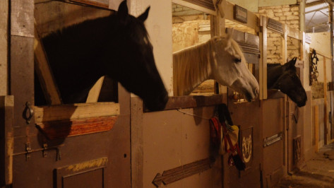 В Воронежском центральном парке начали снос конюшен 