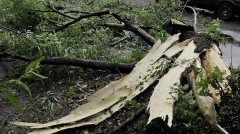 Спасатели приняли более 10 заявок об упавших деревьях в Воронеже