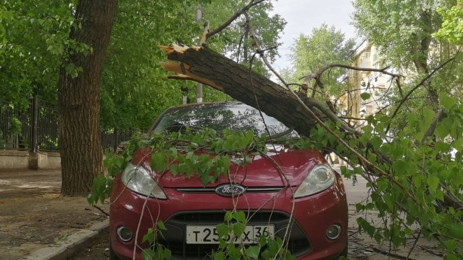 В Воронеже ветки деревьев упали на «Ладу» и Ford во время грозы в ночь на 9 мая