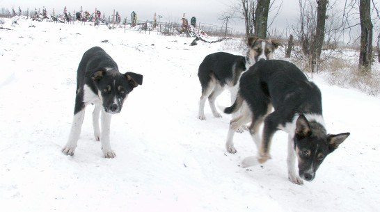 Стало известно, кто будет достраивать приют для собак в Воронеже