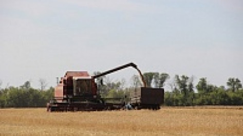 В Поворинском районе намолотили более 27,5 тыс тонн ранних зерновых культур