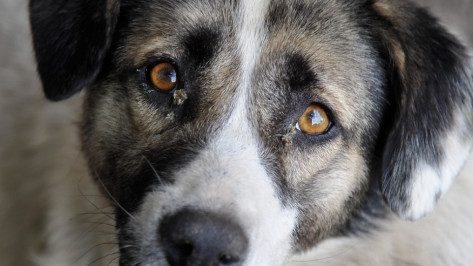 Воронежские экологи подключились к поискам убийц бездомной собаки в Тепличном