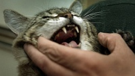 В Рамонском районе участились случаи заболевания бешенством кошек и собак