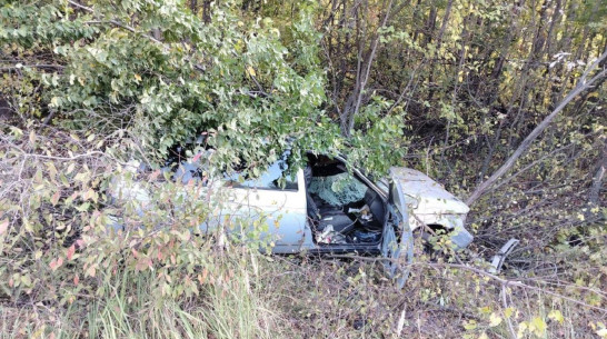 В Воронежской области водитель сбил на трассе лося и попал в больницу