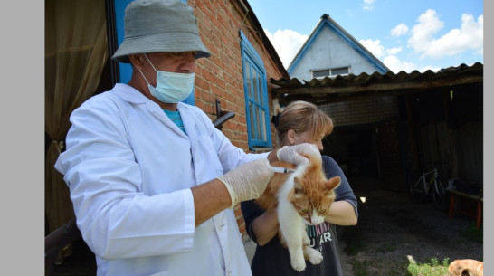 В Острогожске домашних питомцев бесплатно вакцинируют с 28 по 31 октября