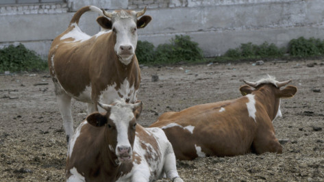 В Воронеже фермер смошенничал на 480 тыс рублей