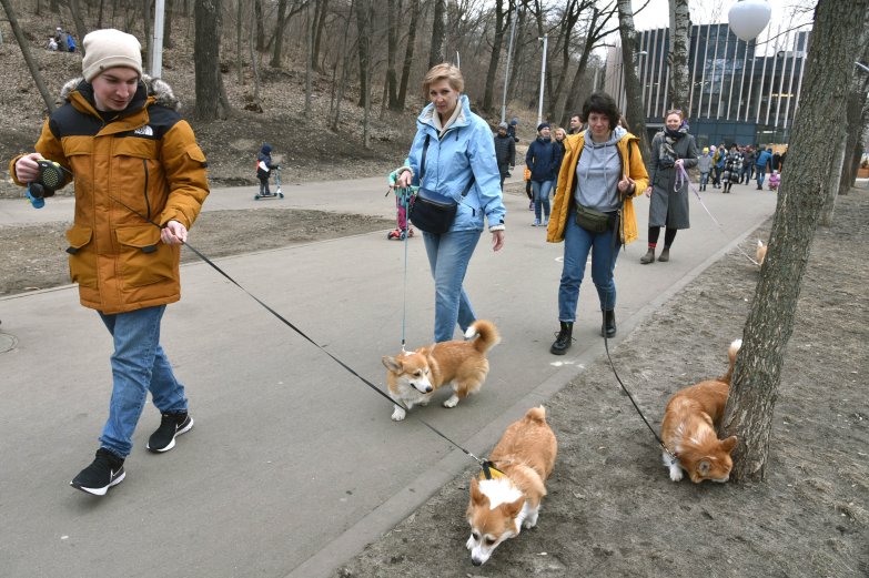 Прогулка корги