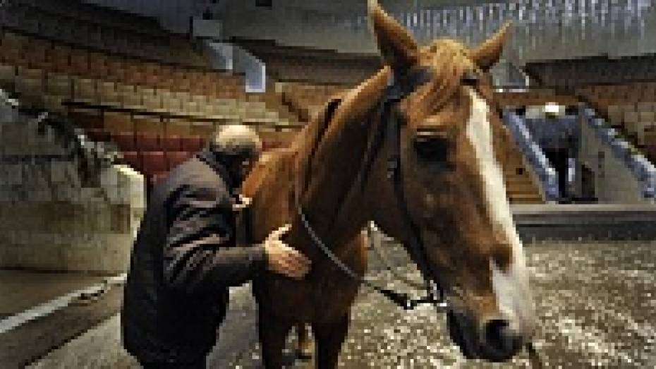 В Воронеже ищут хозяев для циркового коня